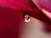 Drops 001